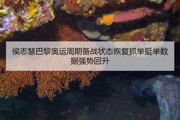 侯志慧巴黎奥运周期备战状态恢复抓举挺举数据强势回升
